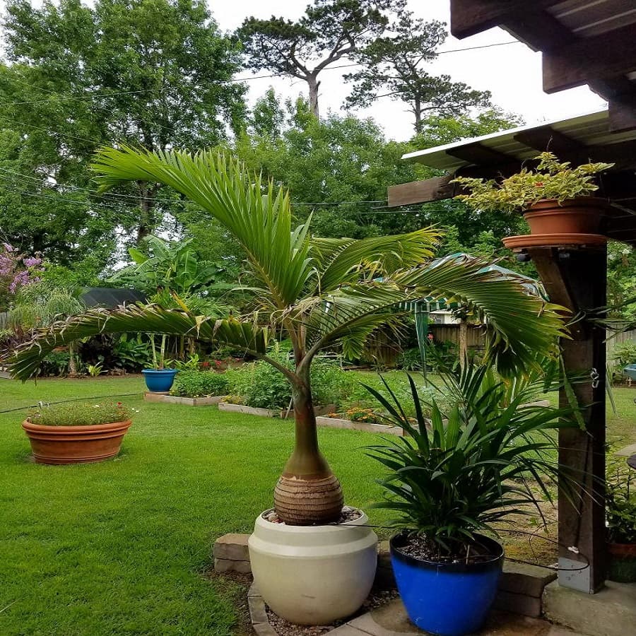 بذر کمیاب نخل بطری Bottle Palm — تصویر ۲