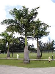 بذر نخل رویال Roystonea regia (Royal Palm) — تصویر ۶