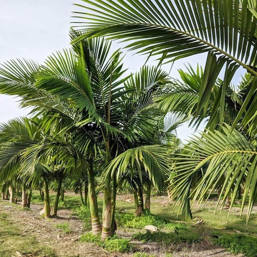 بذر نخل آلکساندر Alexander Palm (king Palm) — تصویر ۱۲