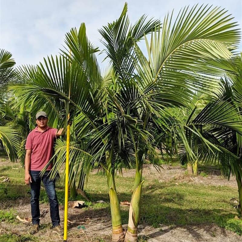 بذر نخل آلکساندر Alexander Palm (king Palm) — تصویر ۱۱