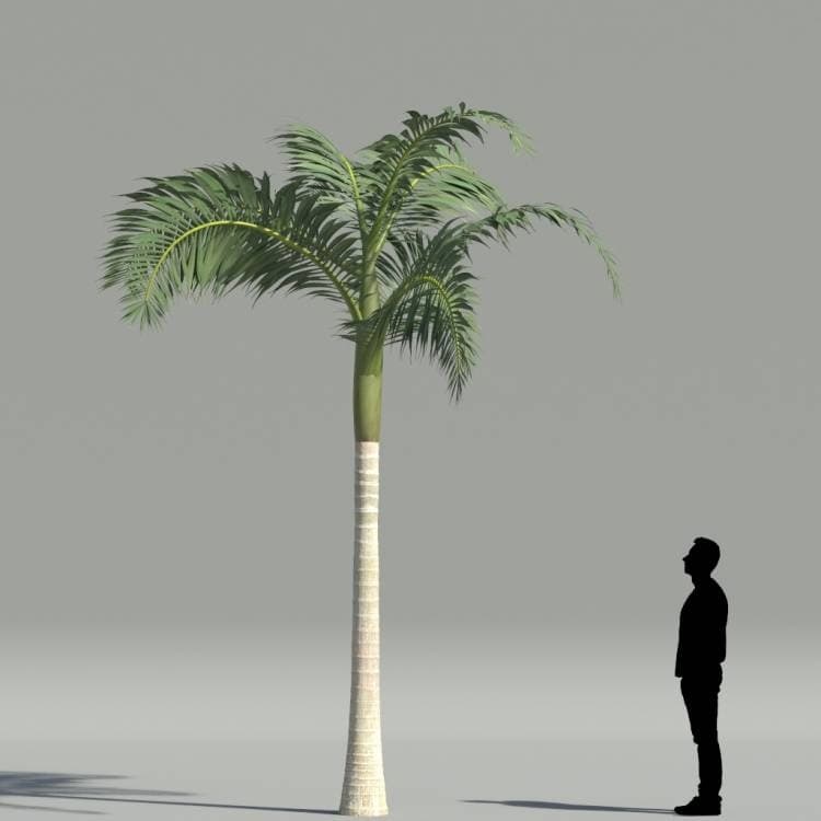 بذر نخل آلکساندر Alexander Palm (king Palm) — تصویر ۴