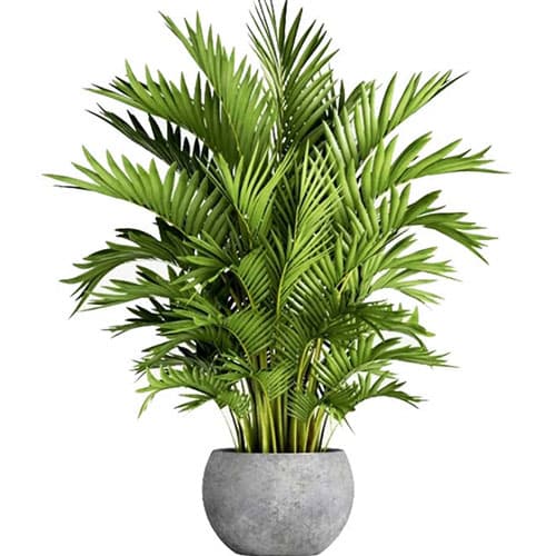 بذر نخل کنتیا Howea Forsteriana — تصویر ۱۰