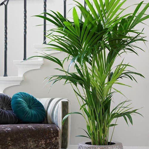 بذر نخل کنتیا Howea Forsteriana — تصویر ۹