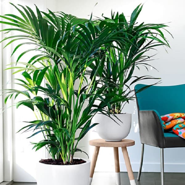 بذر نخل کنتیا Howea Forsteriana — تصویر ۱۱