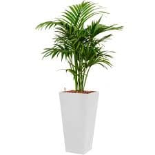 بذر نخل کنتیا Howea Forsteriana — تصویر ۶