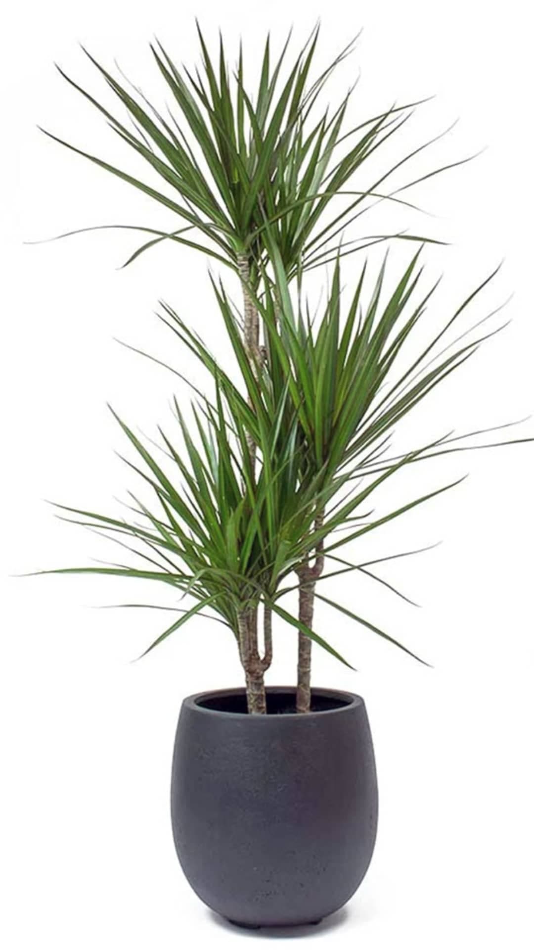 بذر درخت خون اژدها Dracaena Draco — تصویر ۱۲