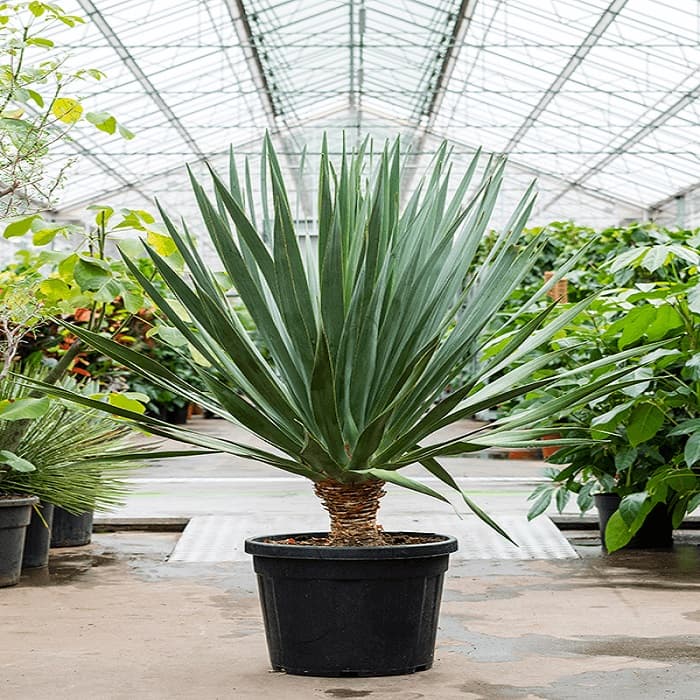 بذر درخت خون اژدها Dracaena Draco — تصویر ۹