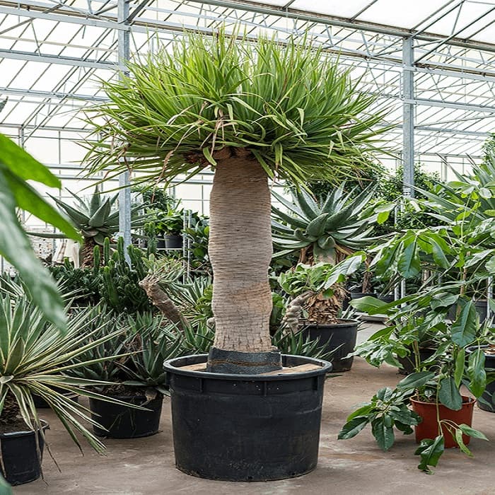 بذر درخت خون اژدها Dracaena Draco — تصویر ۳