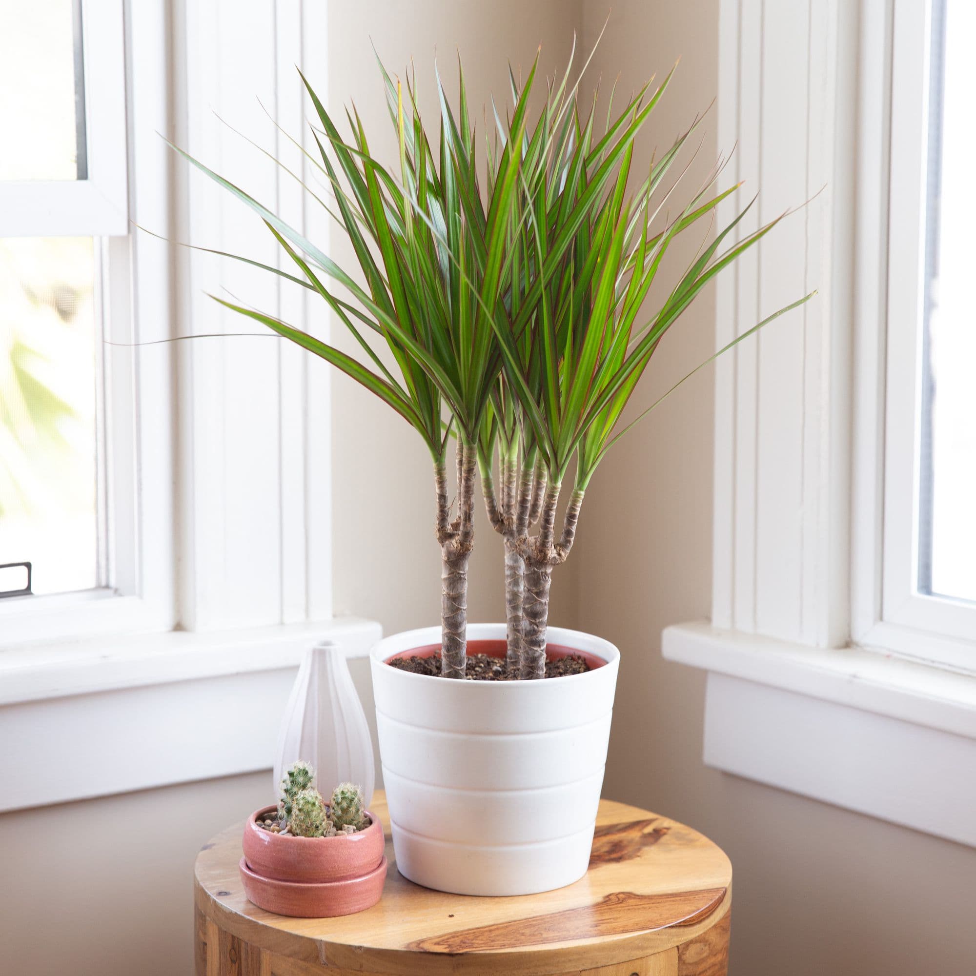 بذر درخت خون اژدها Dracaena Draco — تصویر ۶