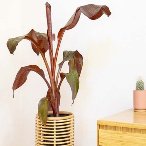 بذر موز قرمز بسیار کمیاب Red Abyssinian Banana — تصویر ۱۰
