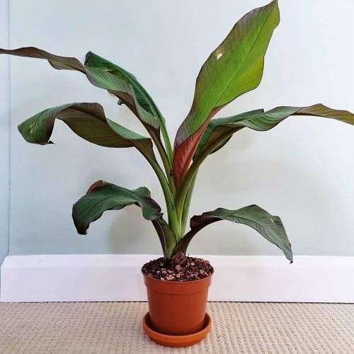 بذر موز قرمز بسیار کمیاب Red Abyssinian Banana — تصویر ۱۱
