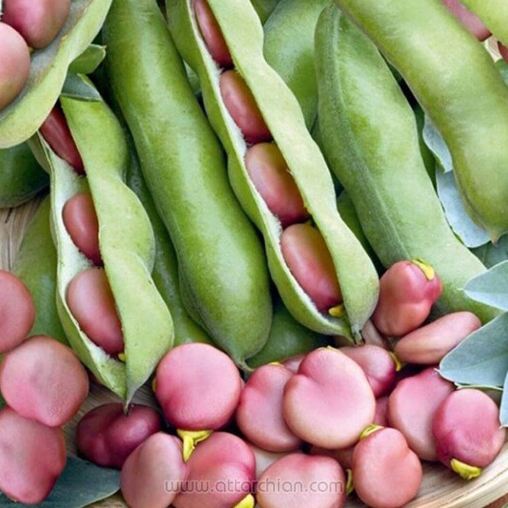 بذر لپه باقالی