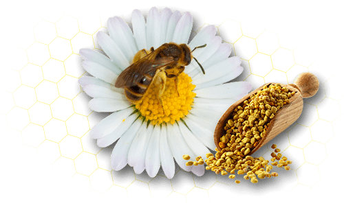 بی پولن (گرده زنبور عسل) Bee Pollen (انقضا 05.2027) — تصویر ۱۲