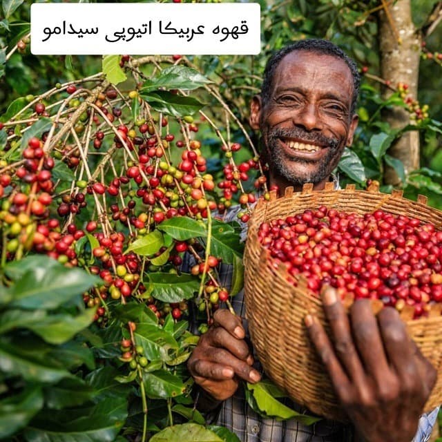 قهوه اتیوپی سیدامو عربیکا — تصویر ۳