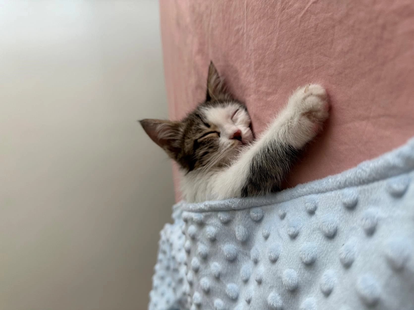پتو گربه و سگ اولترا سافت صورتی مژنتا — تصویر ۲