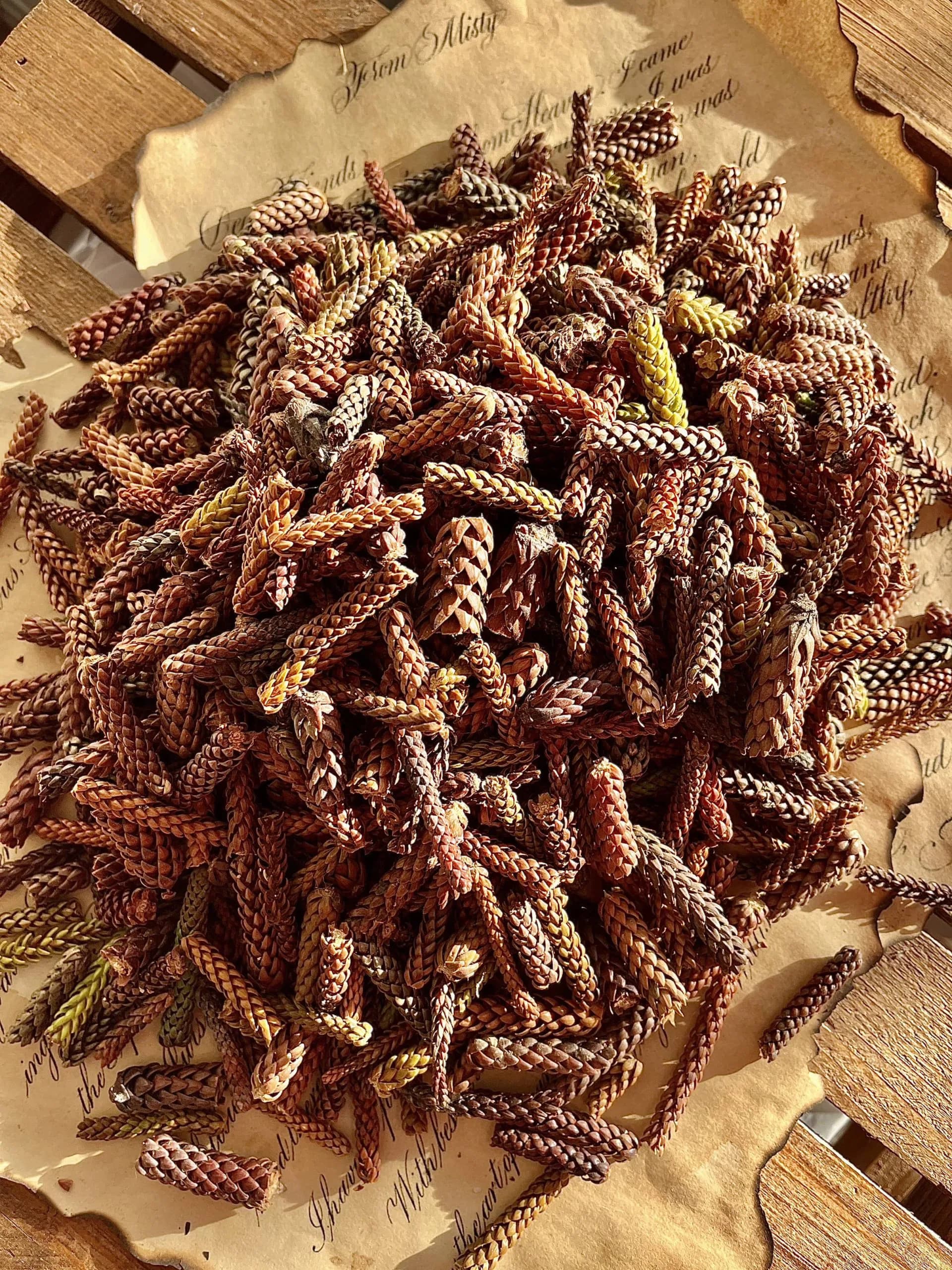 پوشال کاج طبیعی — تصویر ۲