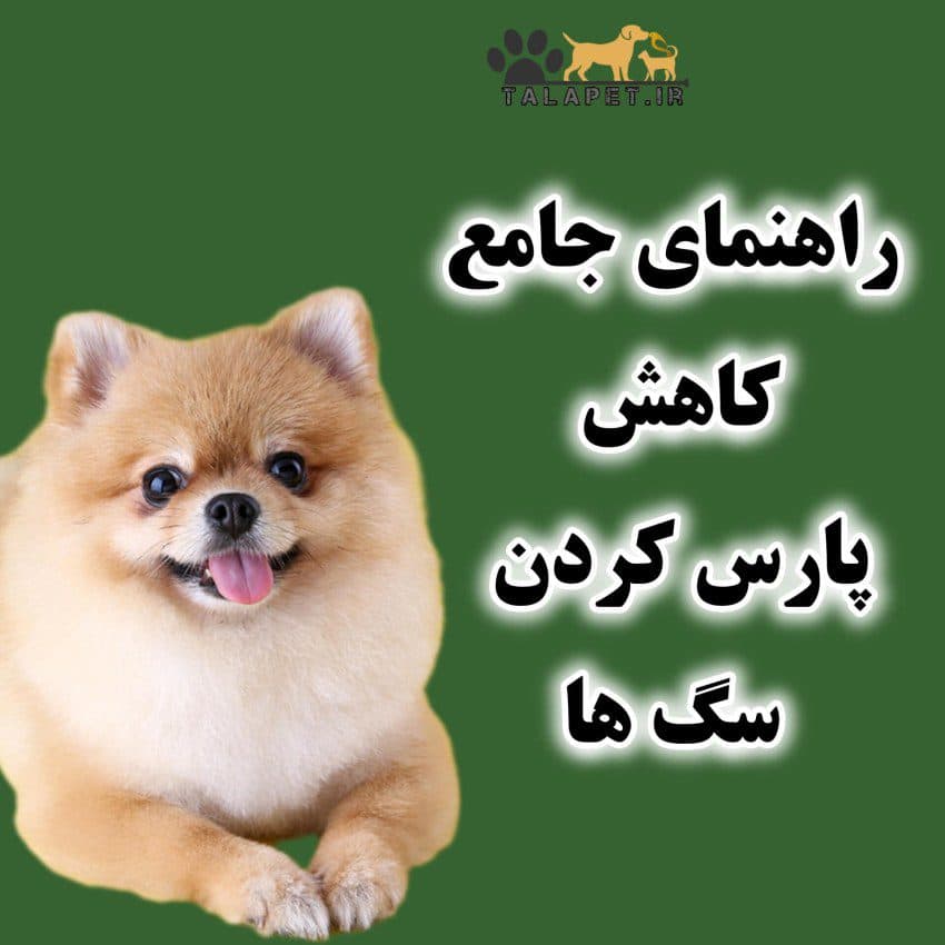 مقاله راهنمای جامع کاهش پارس کردن سگ‌ها