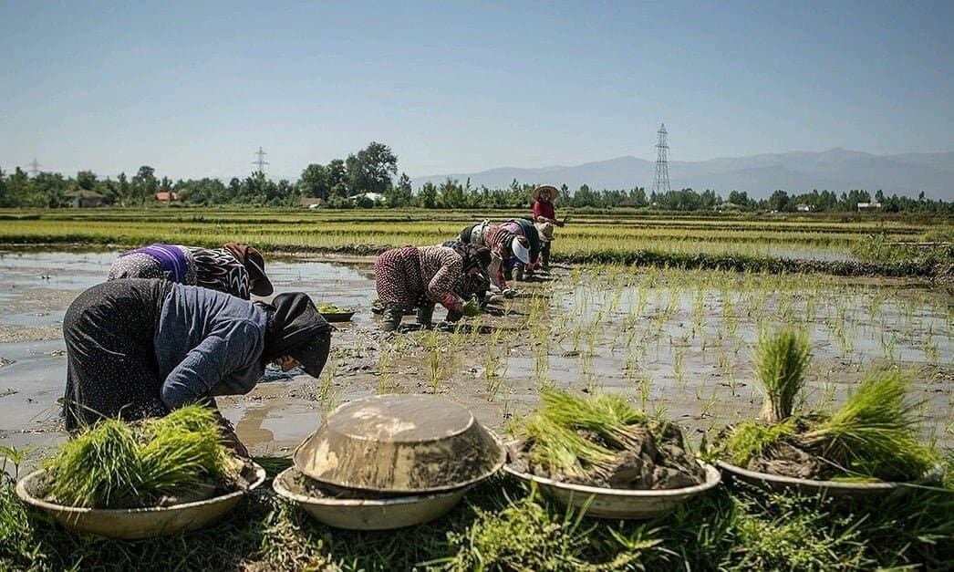 برنج هاشمی گیلان 20 کیلوگرم برنج آنلاین — تصویر ۸