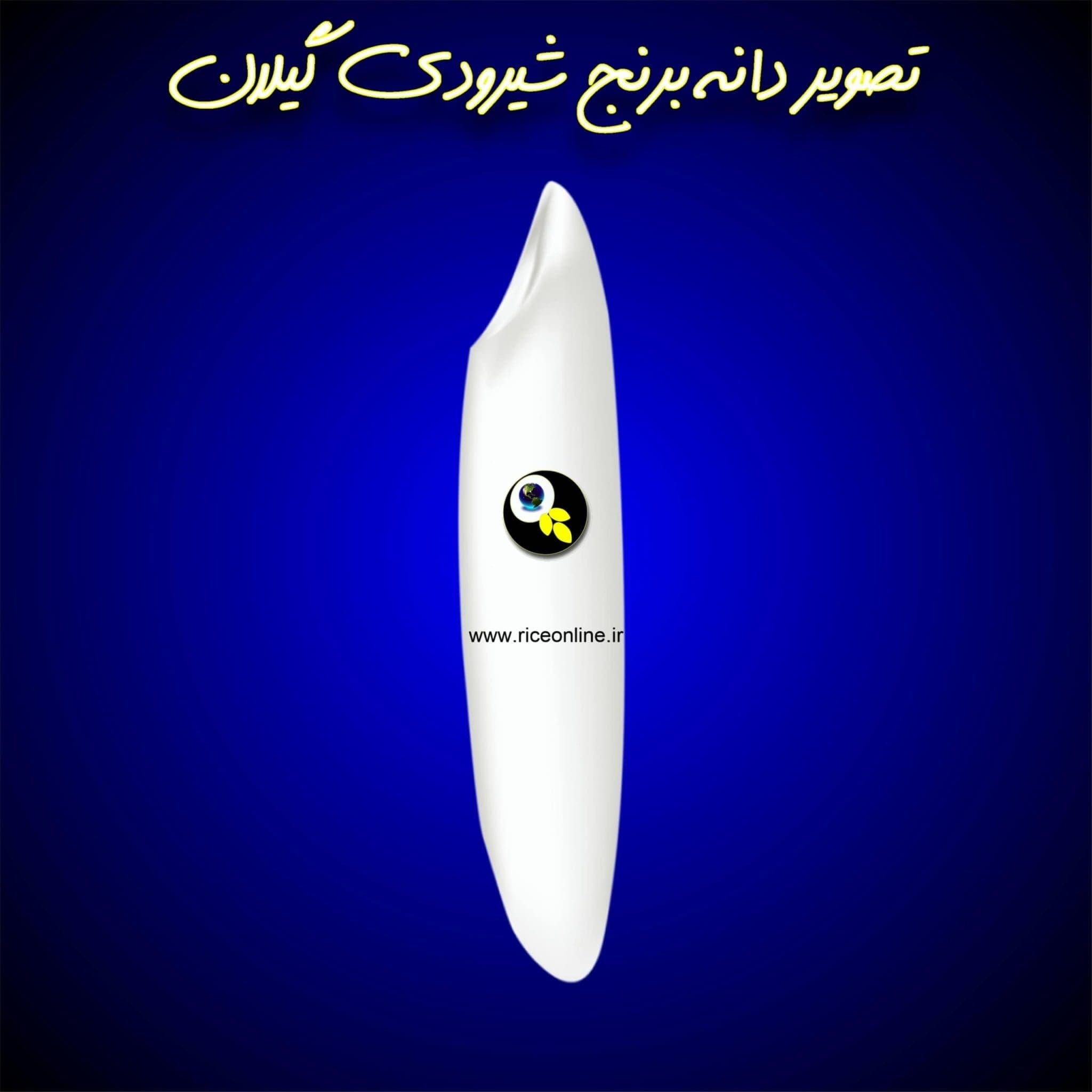 برنج شیرودی گیلان 20 کیلوگرم برنج آنلاین — تصویر ۷