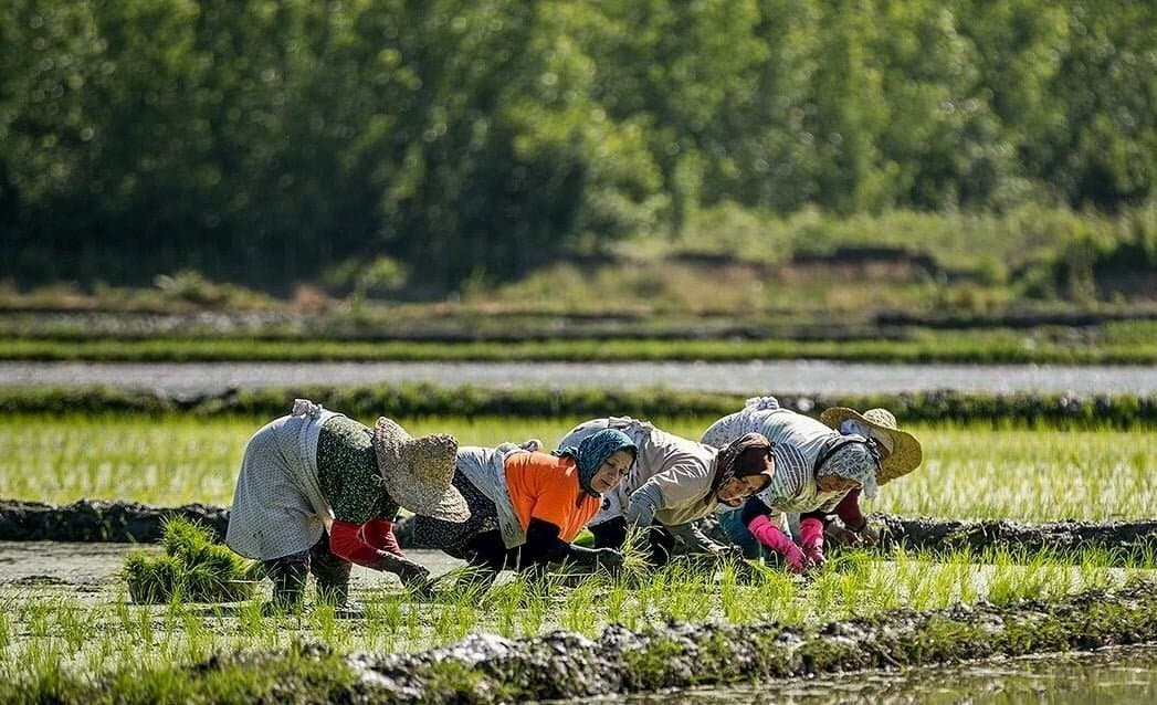 برنج شیرودی گیلان 10 کیلوگرم برنج آنلاین — تصویر ۸