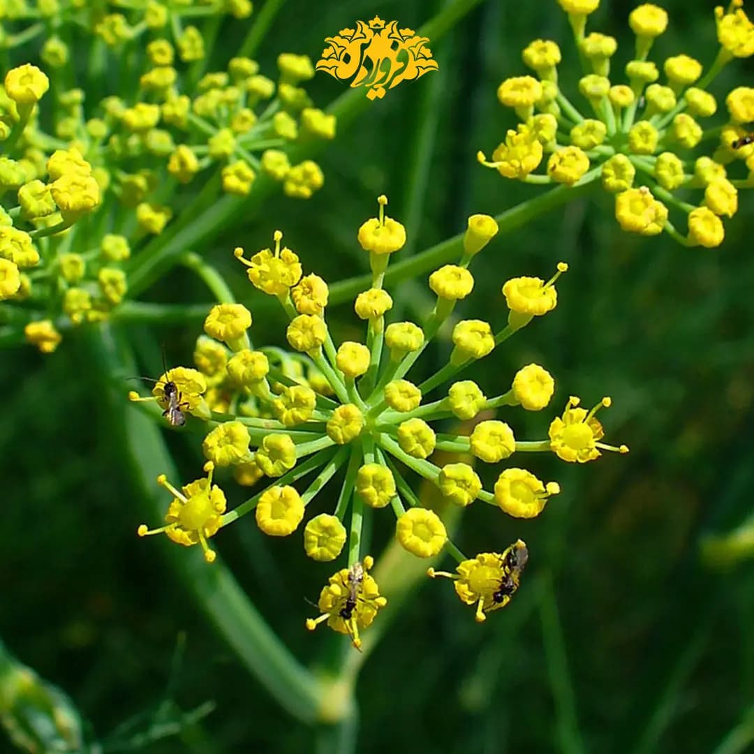 عسل رازیانه فروردین — تصویر ۱۰