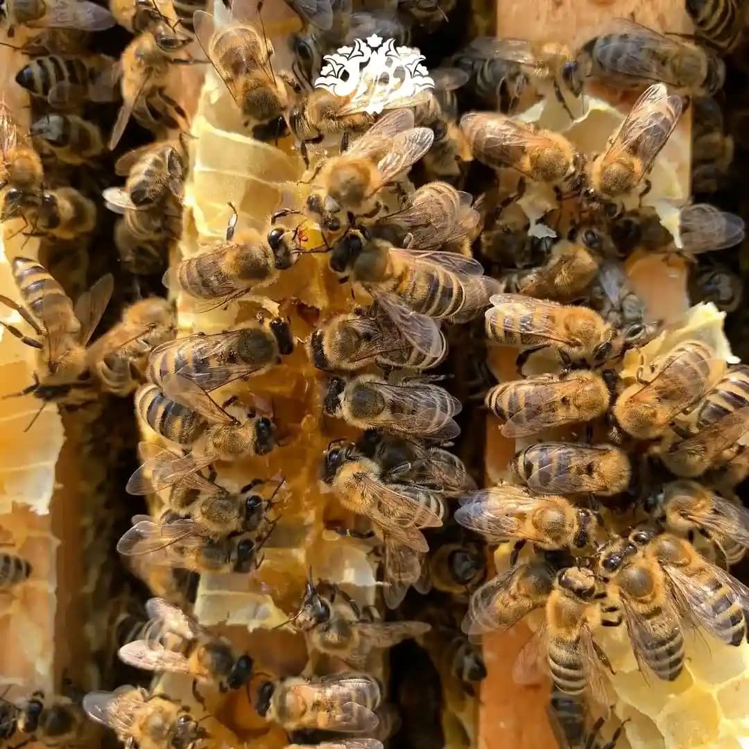 عسل زرشک صادراتی سفیر (1350 گرم) — تصویر ۵