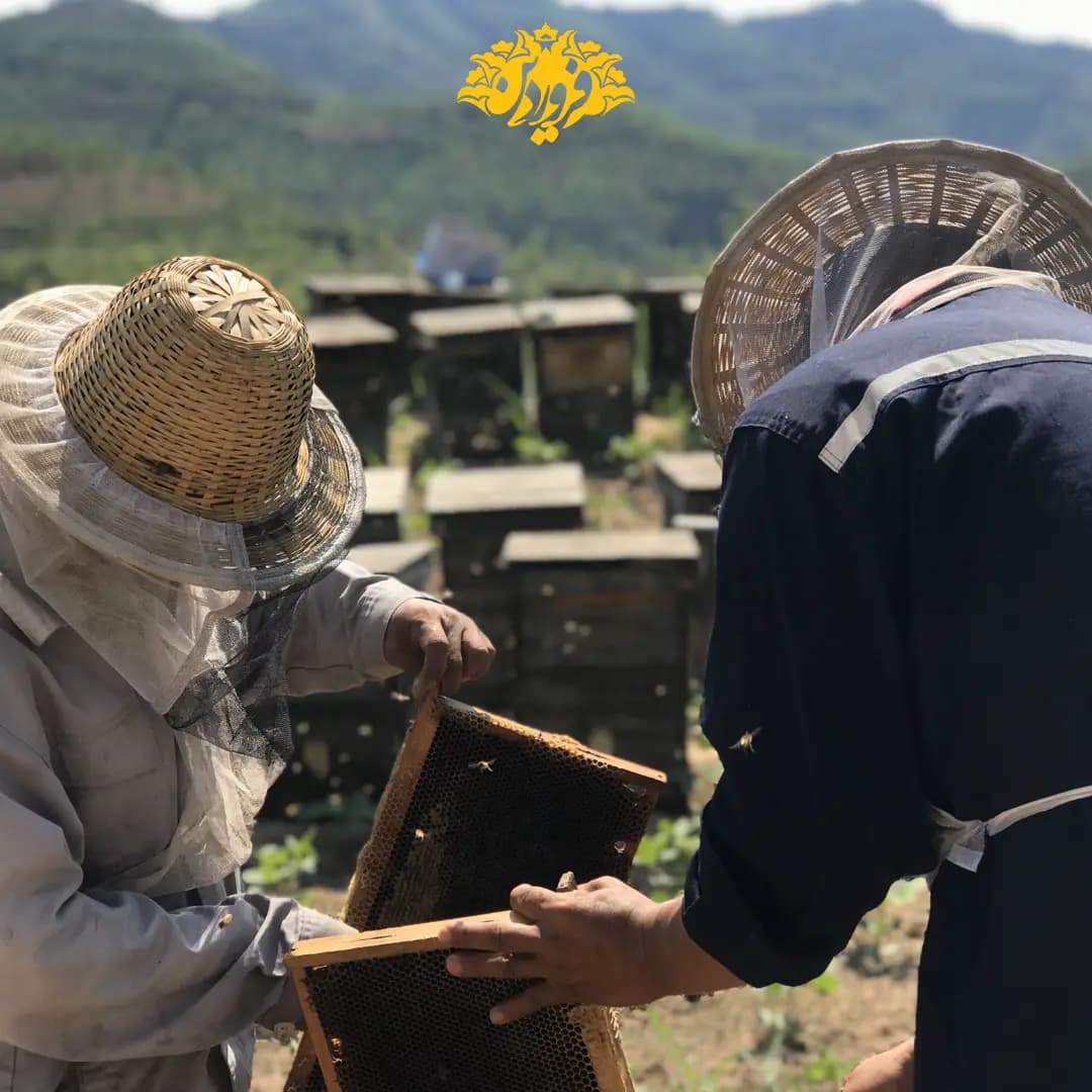 عسل بادام کوهی فروردین — تصویر ۷