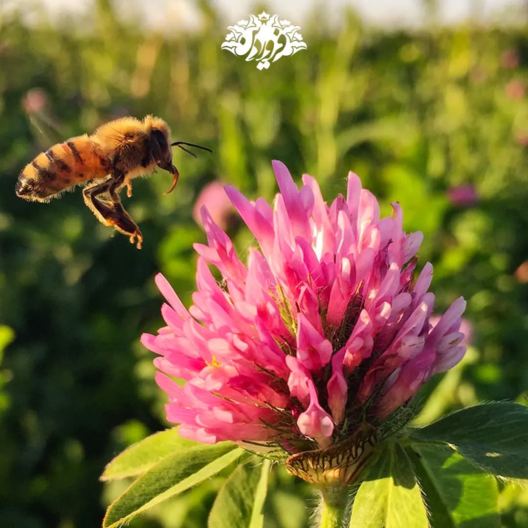 عسل شبدر فروردین — تصویر ۵