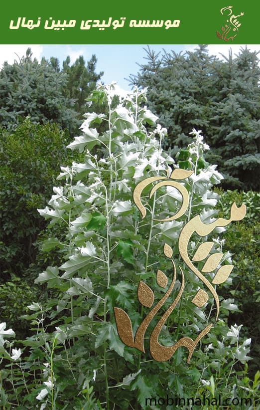 نهال سپیدار