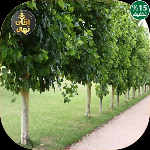 نهال چنار — تصویر ۳