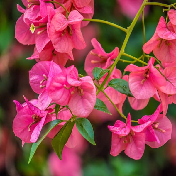 گل کاغذی — تصویر ۷