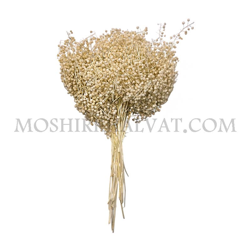 گل خشک مدل عدسی سفید — تصویر ۶
