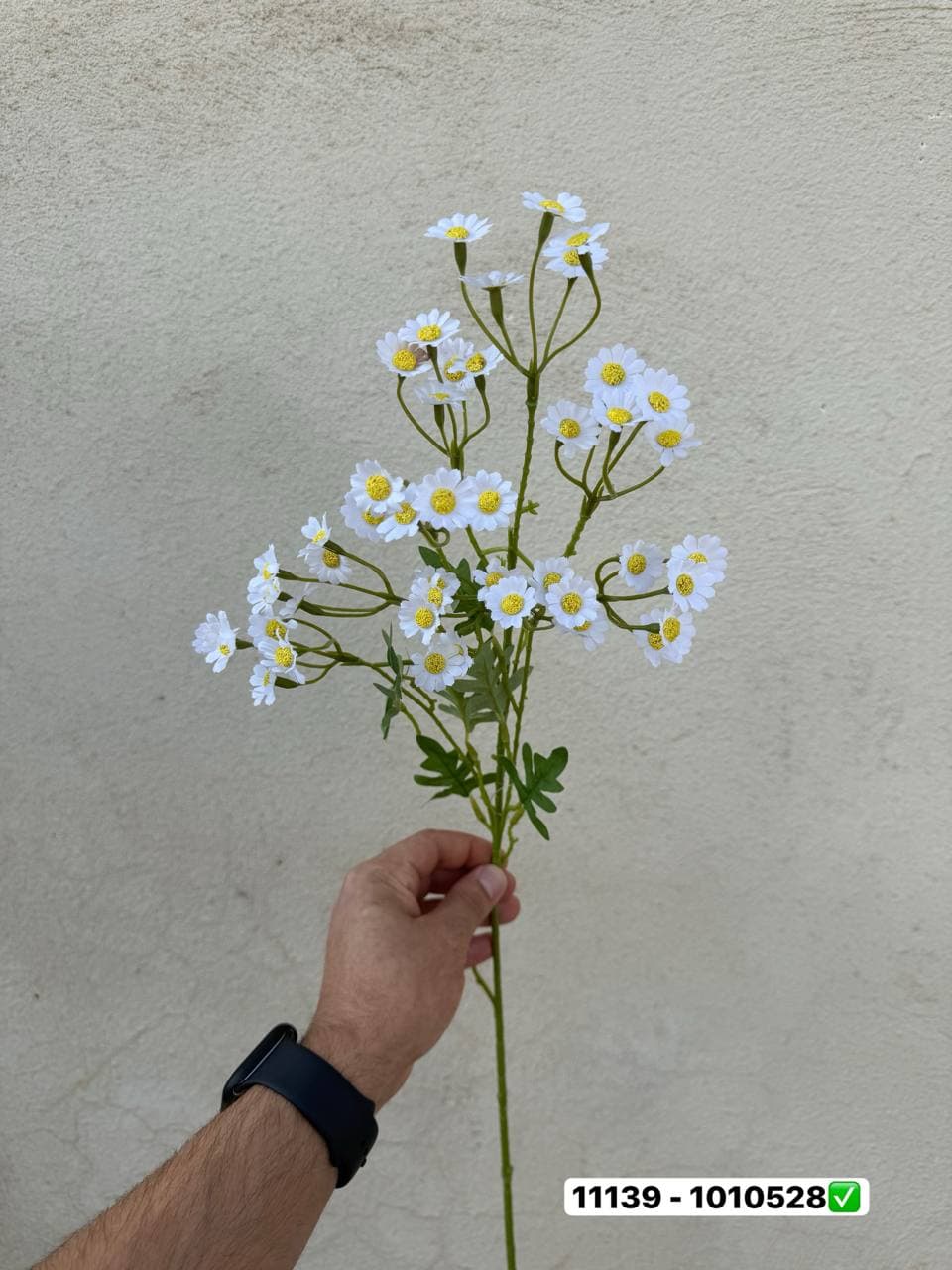 شاخه بابونه وارداتی