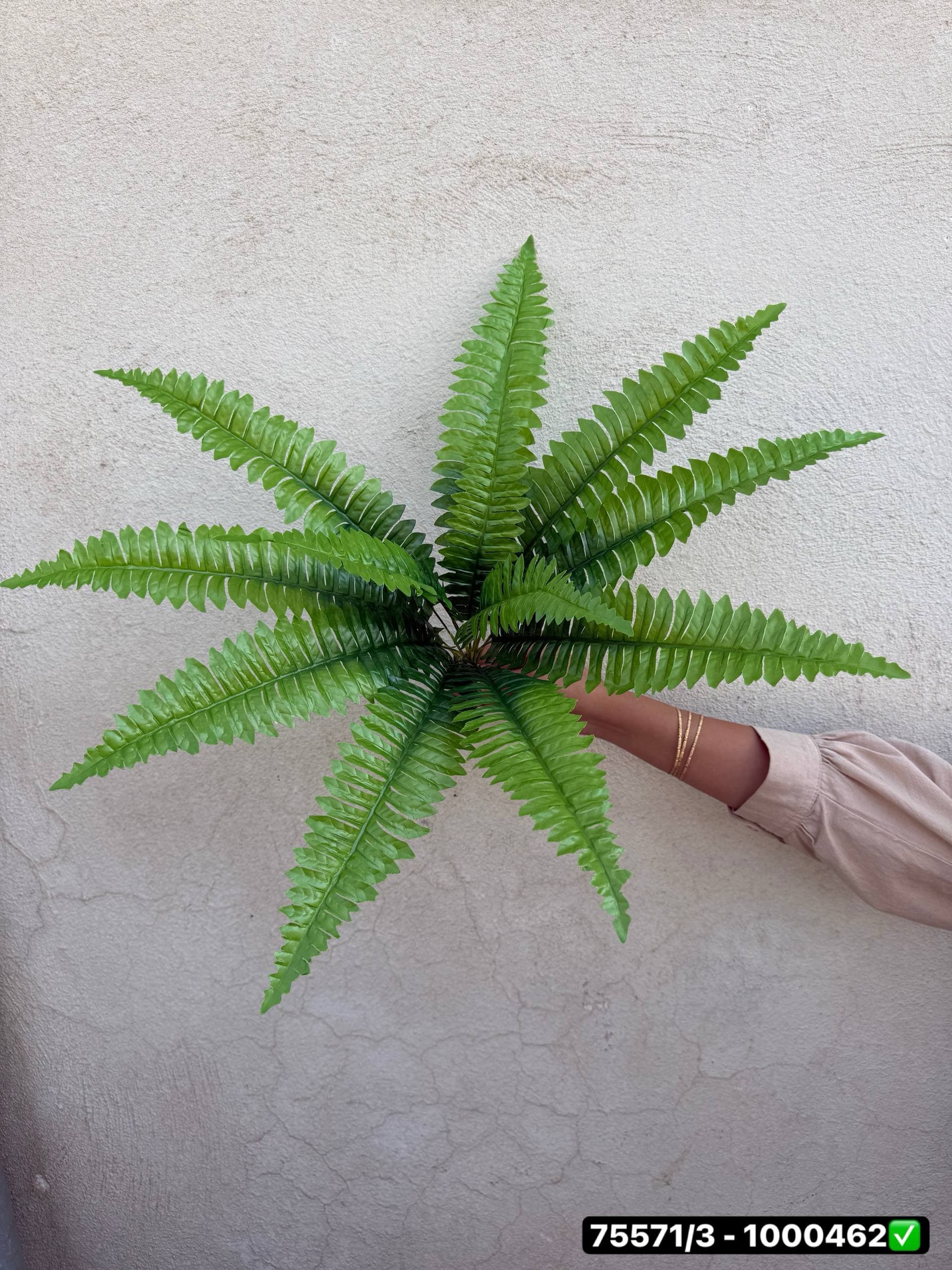 بوته سرخس 12 بازو