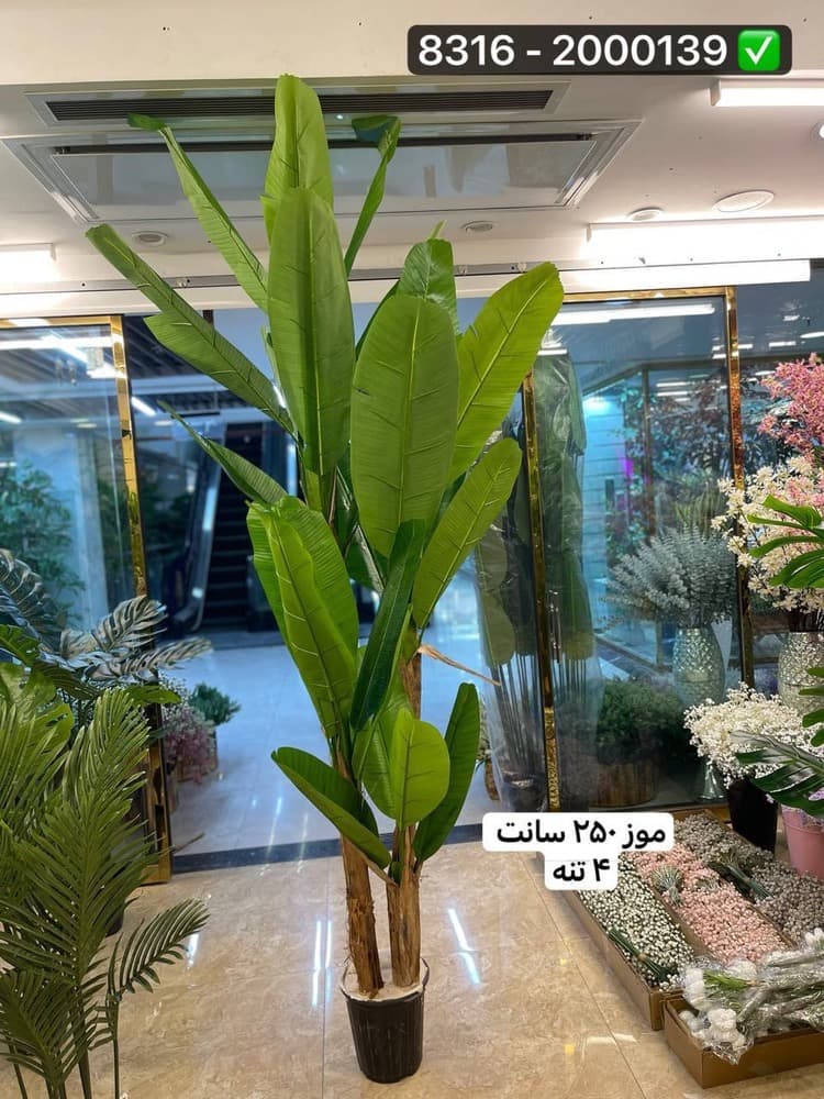 درخت موز ۲۵۰ سانت ۴تنه (بدون گلدان ) — تصویر ۲