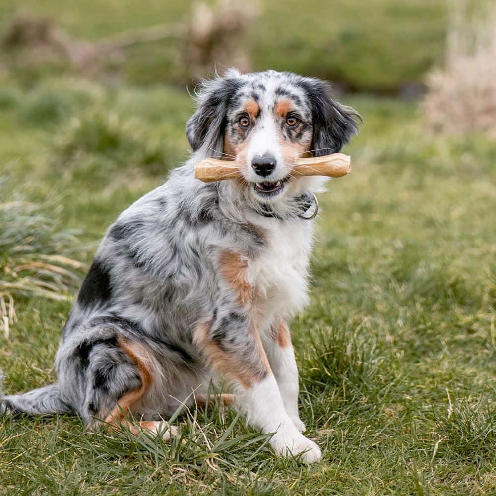 تشویقی استخوانی سگ نوبی با طعم گوساله Nobby Dog chews 8cm بسته 5 عددی — تصویر ۷