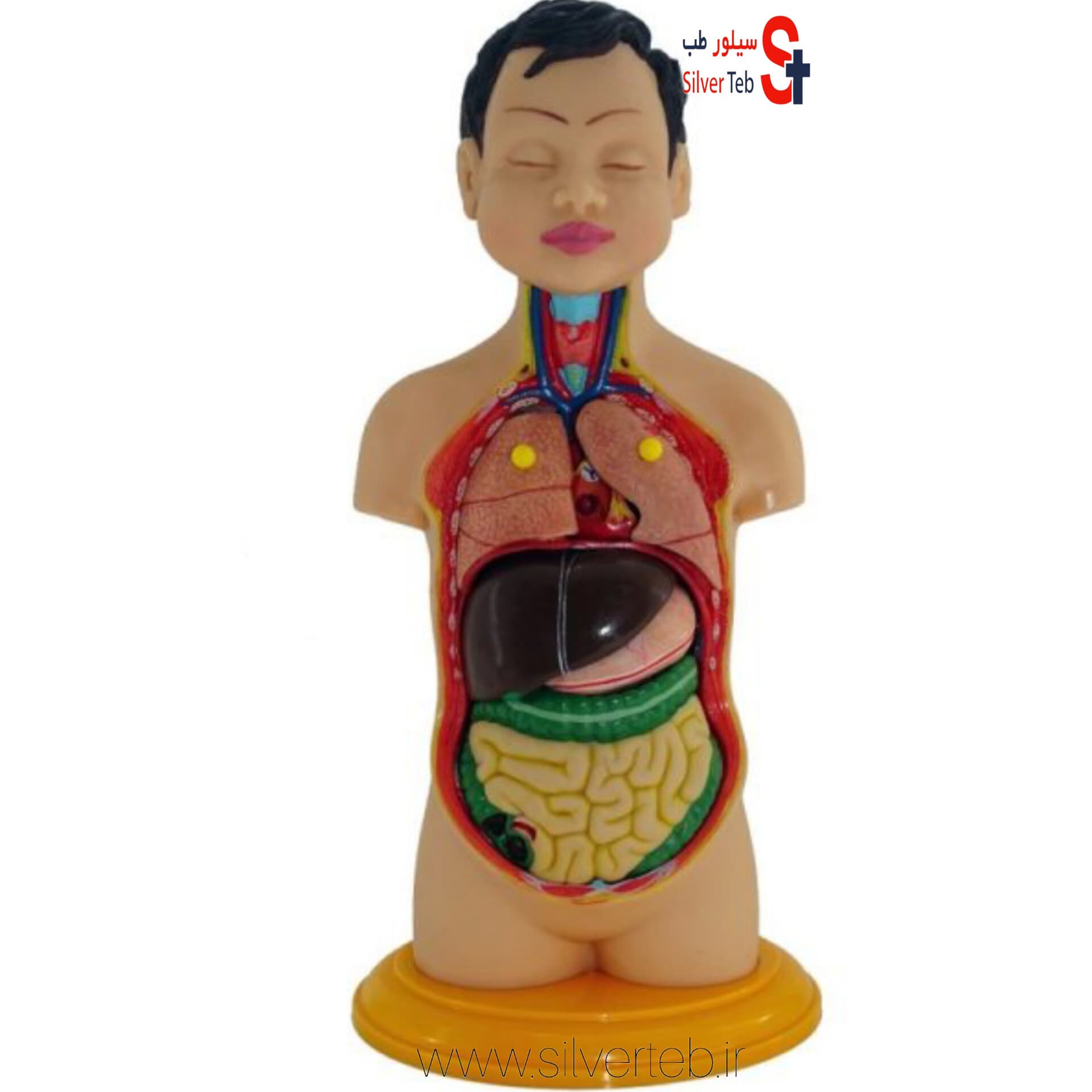 مولاژ نیم تنه انسان ۸ تکه عروسکی