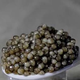 خاویار بلوگا اوپال