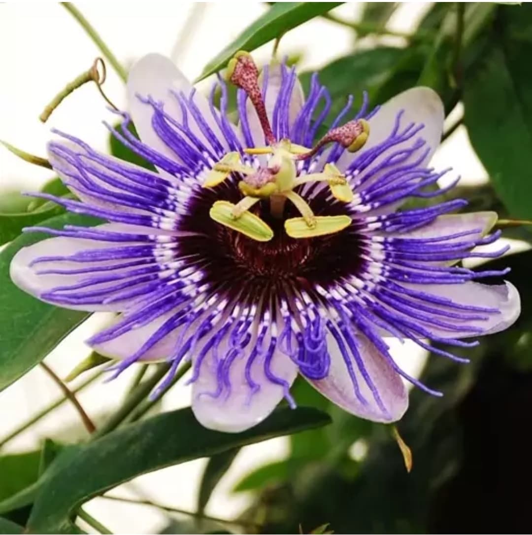 کود مخصوص گل ساعتی 120 سی سی