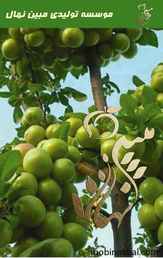 گوجه سبز 5 تا 7 ساله