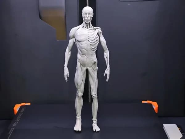 چاپ سه بعدی مدل آناتومی عضلات بدن مقیاس ۲۰ سانتی‌متر | خدمات چاپ سه بعدی آموزشی