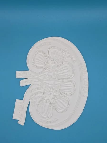 مدل آناتومی کلیه رنگ‌آمیزی آموزشی | خدمات چاپ سه بعدی — تصویر ۲