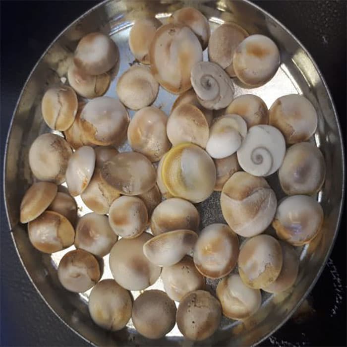 مهره مار اصل — تصویر ۷