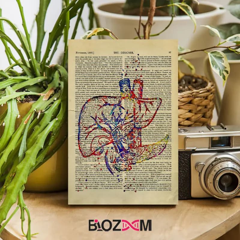 شاسی عکس طرح کبد انسان – کد 115