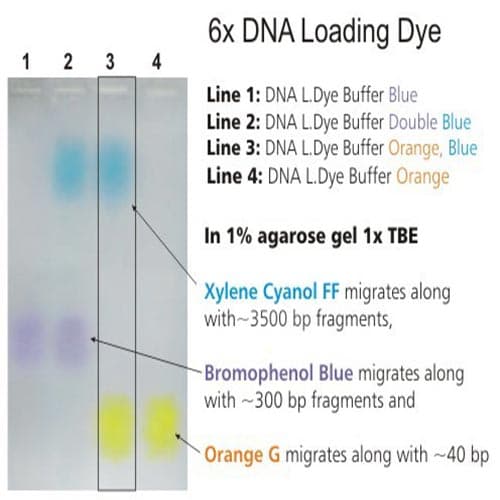 DNA لودینگ دای برای لود کردن DNA روی ژل آگاروز 6X — تصویر ۳