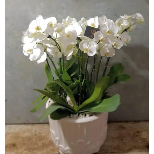 گل و هدیه برای روز ملی سینما pe581 — تصویر ۲