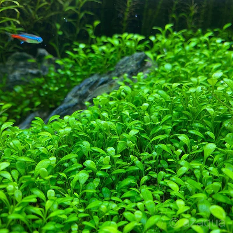 گیاه آبزی چمن گلوسو (Glossostigma elatinoides) — تصویر ۶