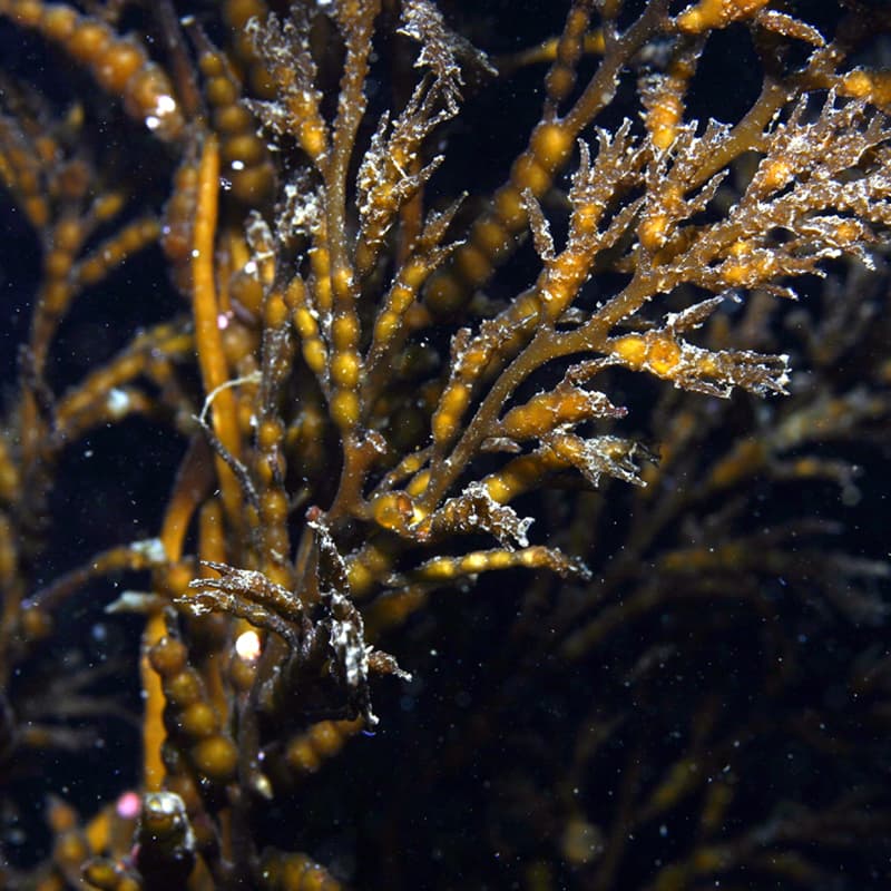 سیستوسیرا (Cystoseira sp.) — تصویر ۲