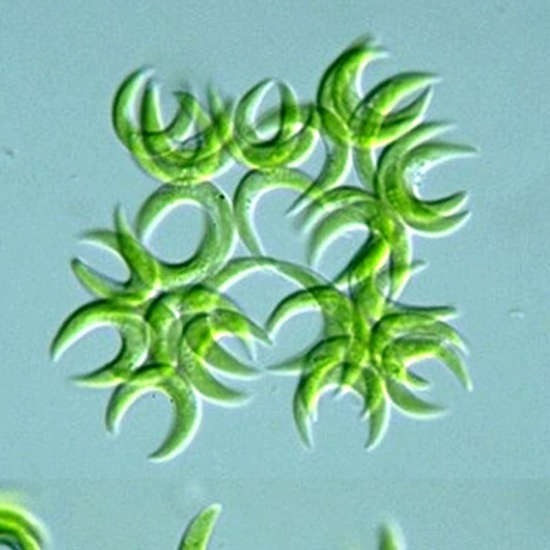 سلناستروم (Selenastrum sp.) — تصویر ۲
