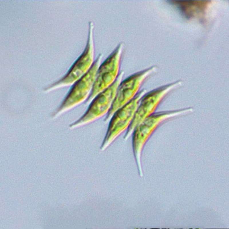 سندسموس برناردی (Scenedesmus bernardii) — تصویر ۲